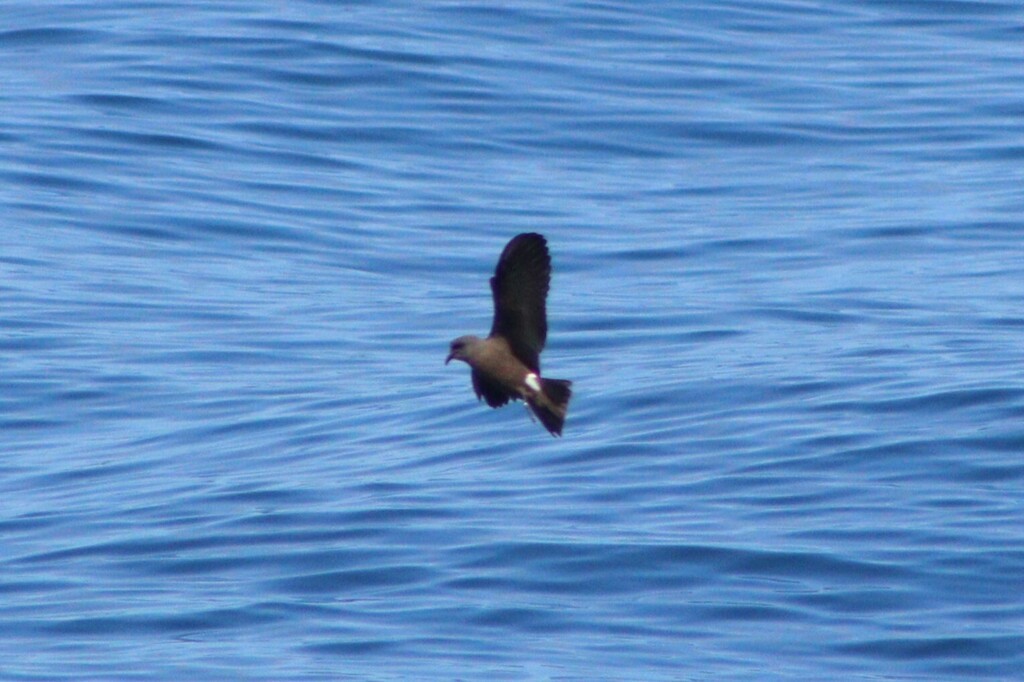 Townsend's Storm-Petrel - ML637069655