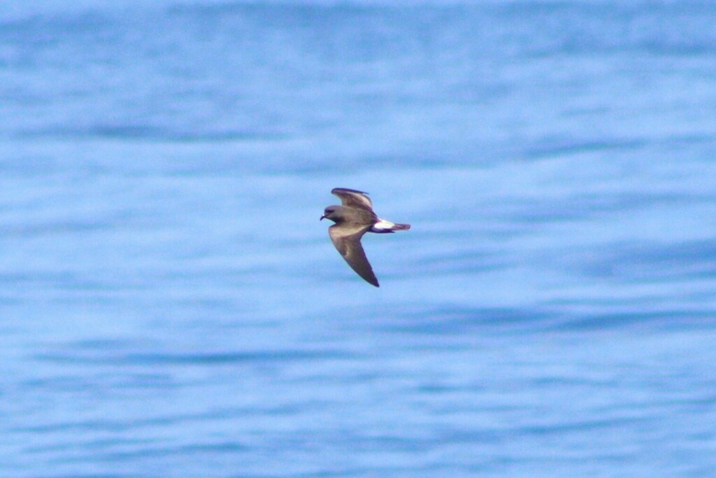 Townsend's Storm-Petrel - ML637069656