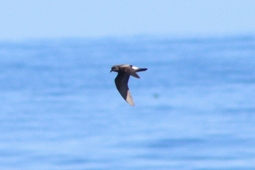 Townsend's Storm-Petrel - ML637069657