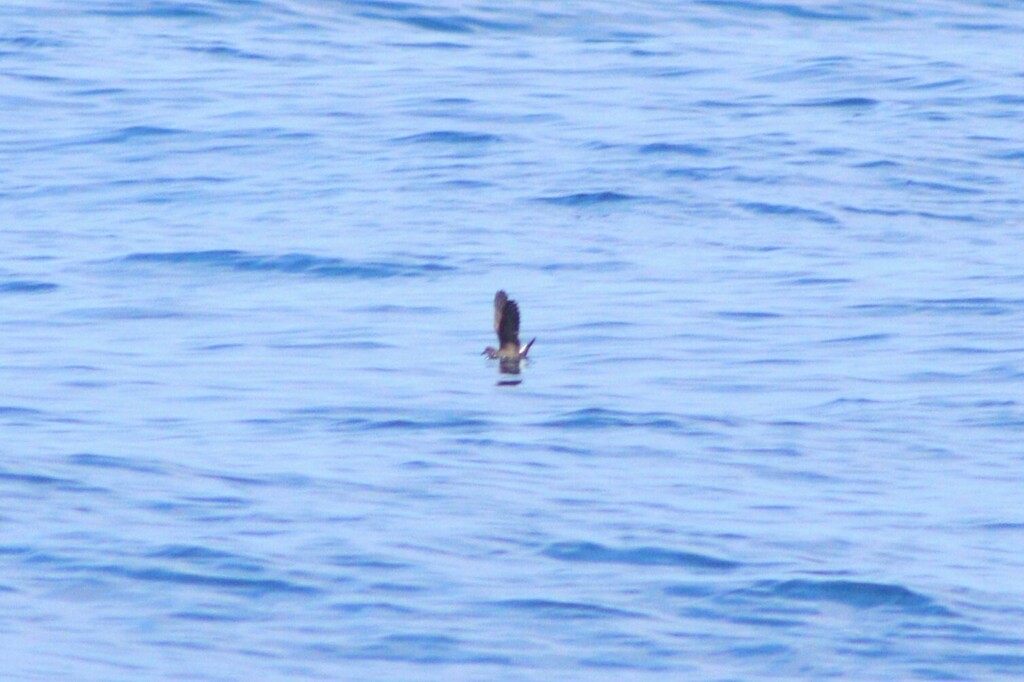 Townsend's Storm-Petrel - ML637069658