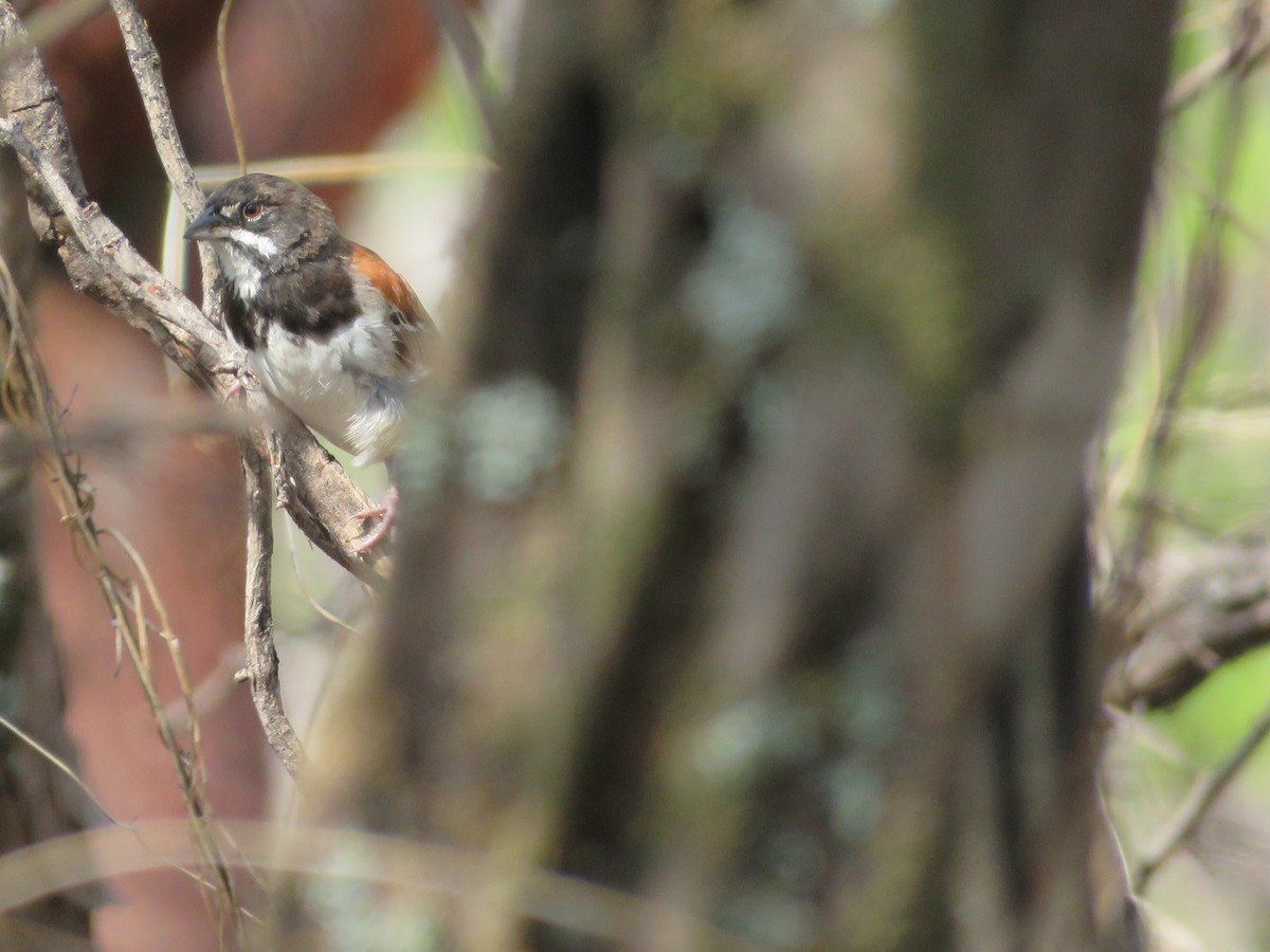Black-chested Sparrow - ML637069722