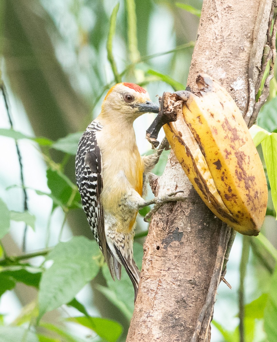 Hoffmann's Woodpecker - ML637069725