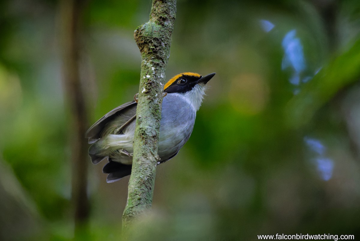 Black-cheeked Gnateater - ML637069759