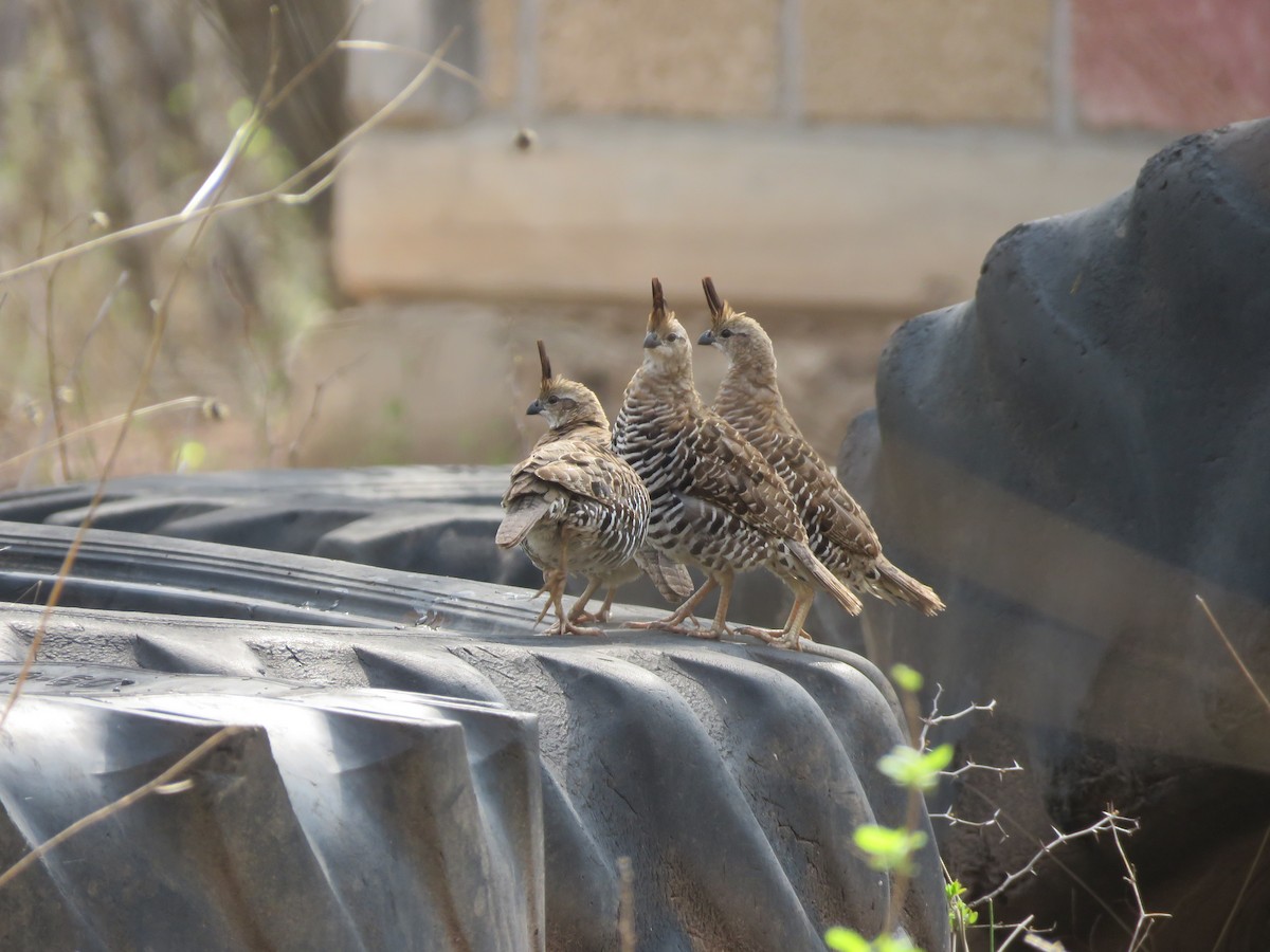 Banded Quail - ML637069817