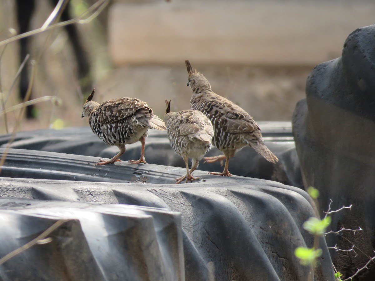 Banded Quail - ML637069836