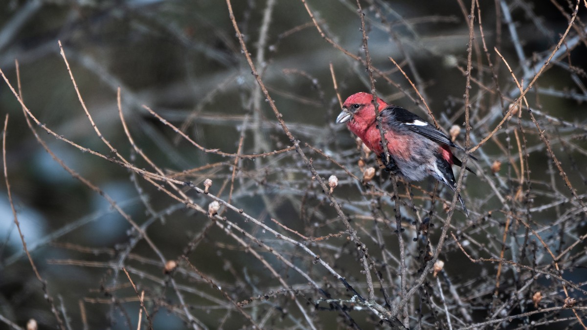 White-winged Crossbill - ML637069882