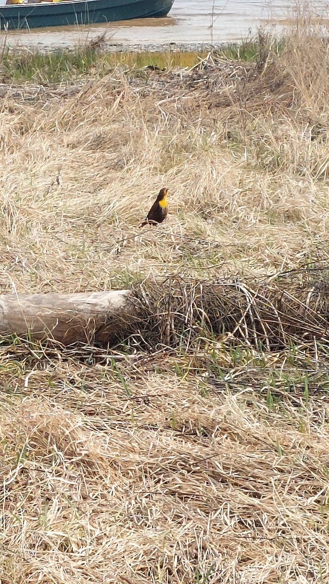Yellow-headed Blackbird - ML637069898