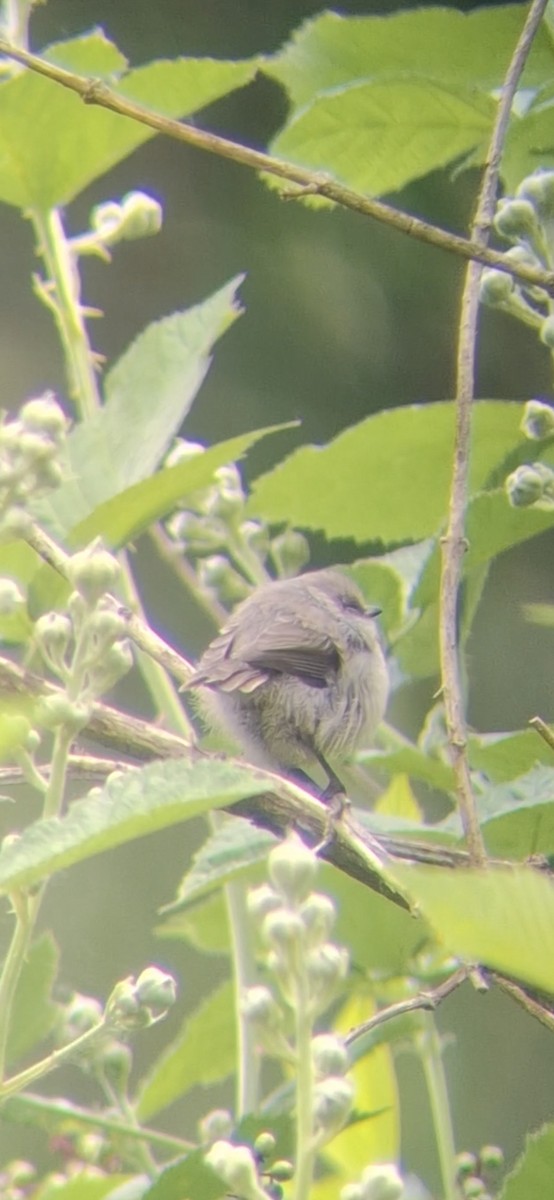 Bushtit - ML637069924