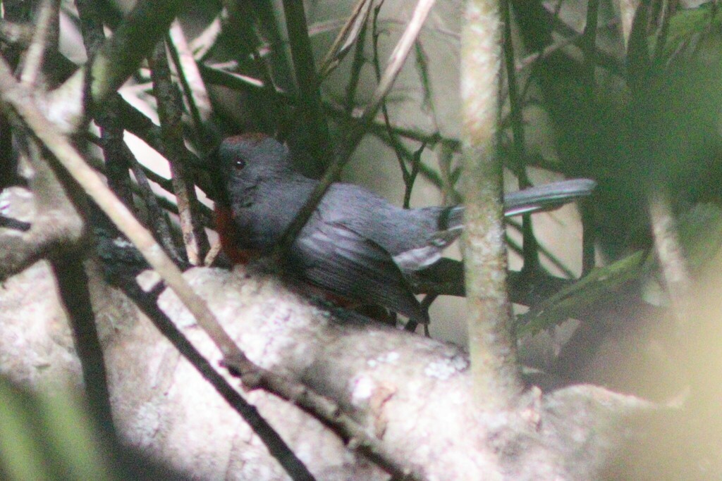 Slate-throated Redstart - ML637069954