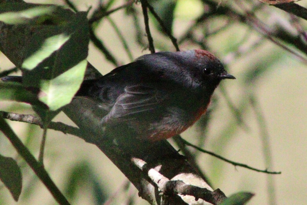 Slate-throated Redstart - ML637069955