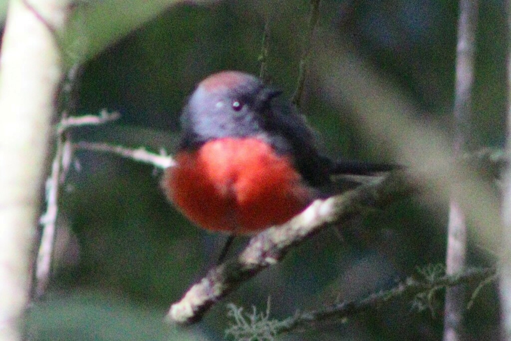 Slate-throated Redstart - ML637069956