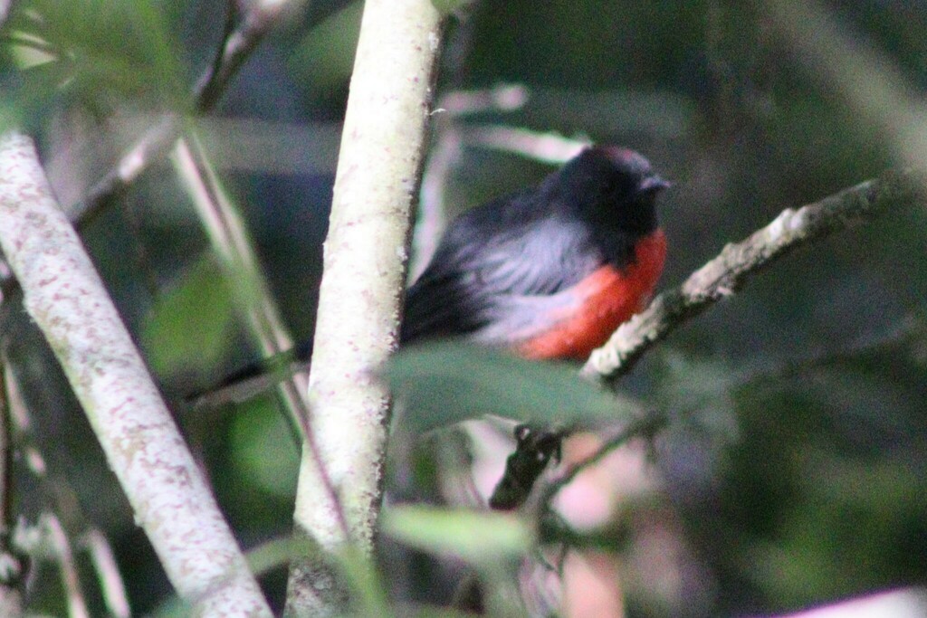 Slate-throated Redstart - ML637069957