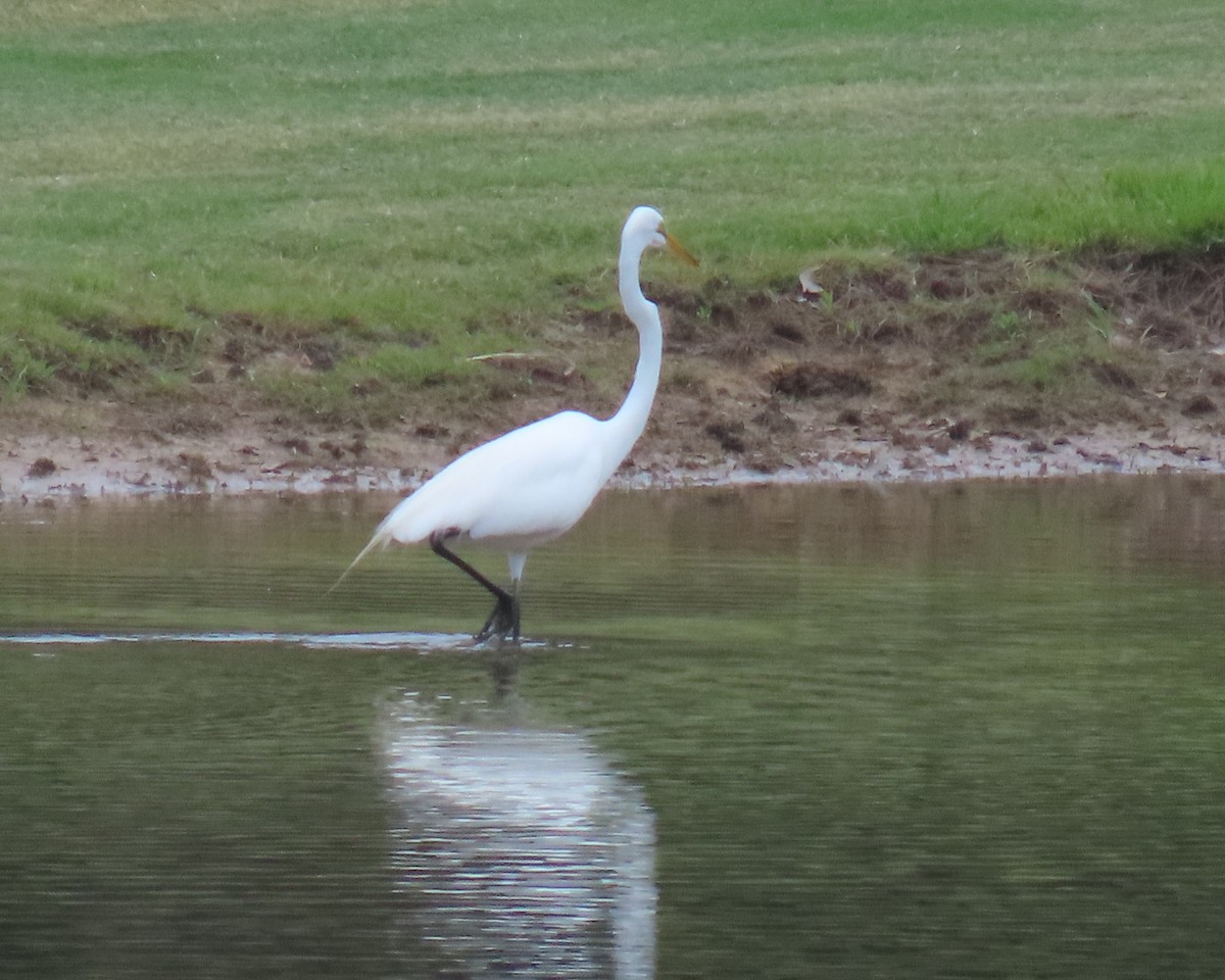 Great Egret - ML637070037