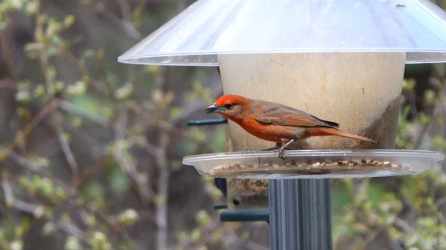 Hepatic Tanager - ML637070089