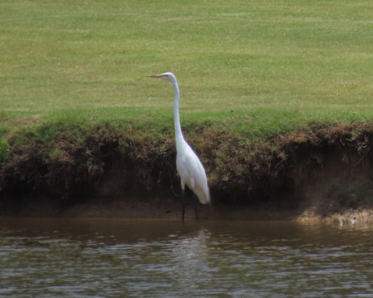 Great Egret - ML637070107