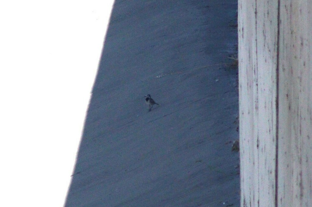 White Wagtail (Black-backed) - ML637070176