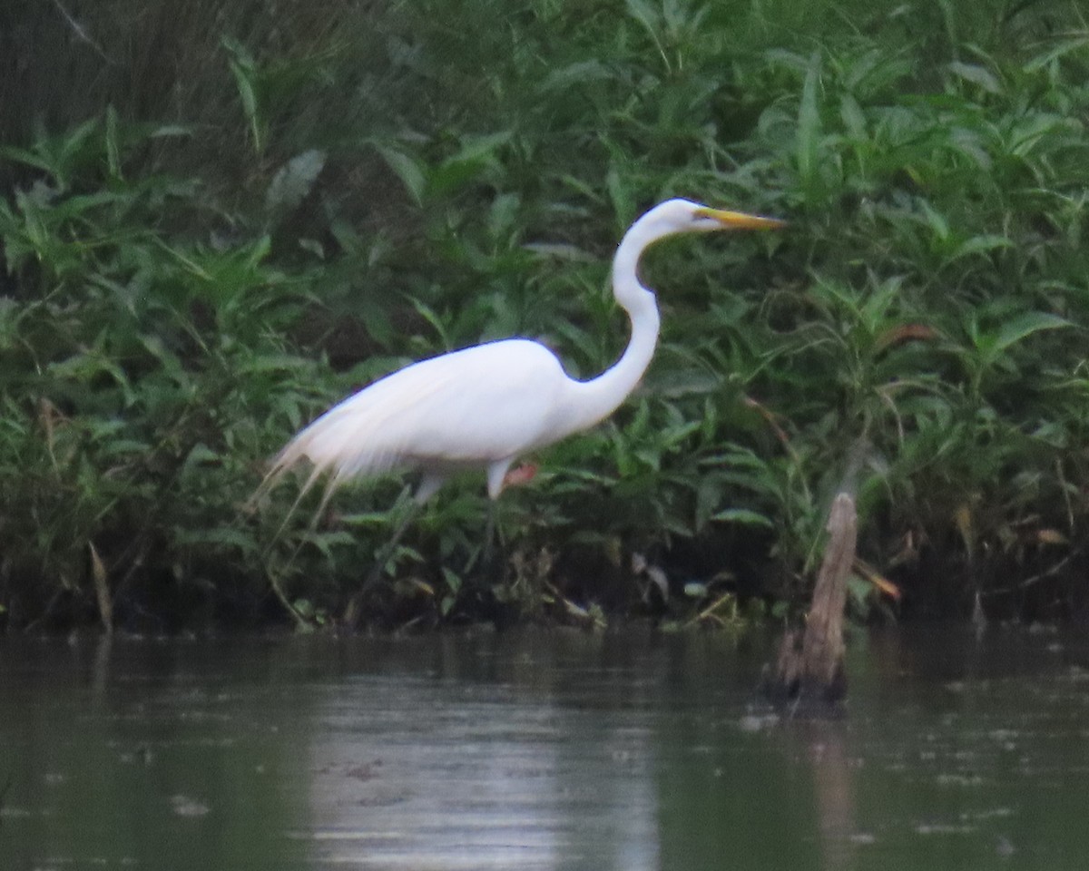 Great Egret - ML637070181