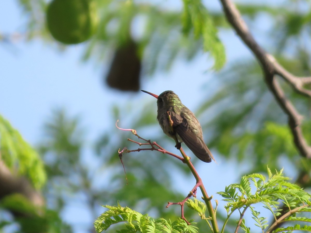 Dusky Hummingbird - ML637070201