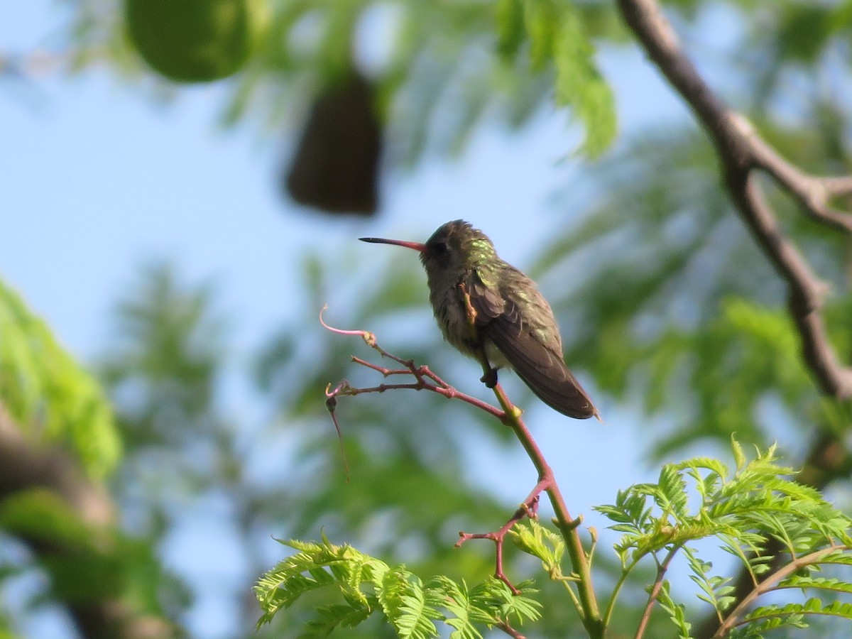 Dusky Hummingbird - ML637070206