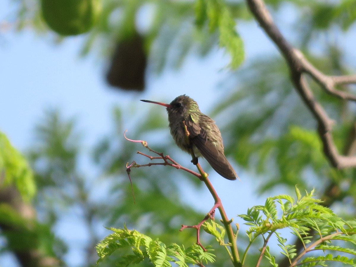 Dusky Hummingbird - ML637070216