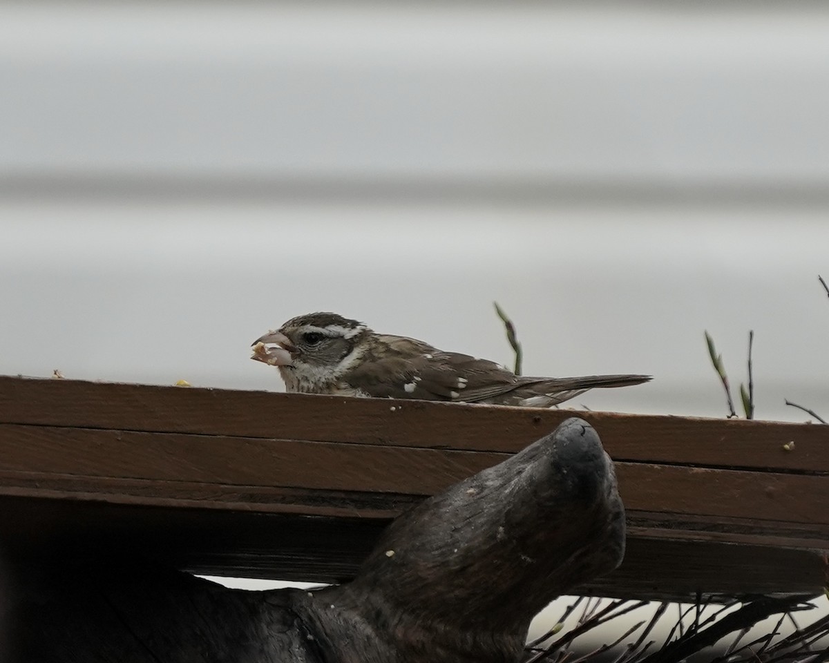 Rose-breasted Grosbeak - ML637070284