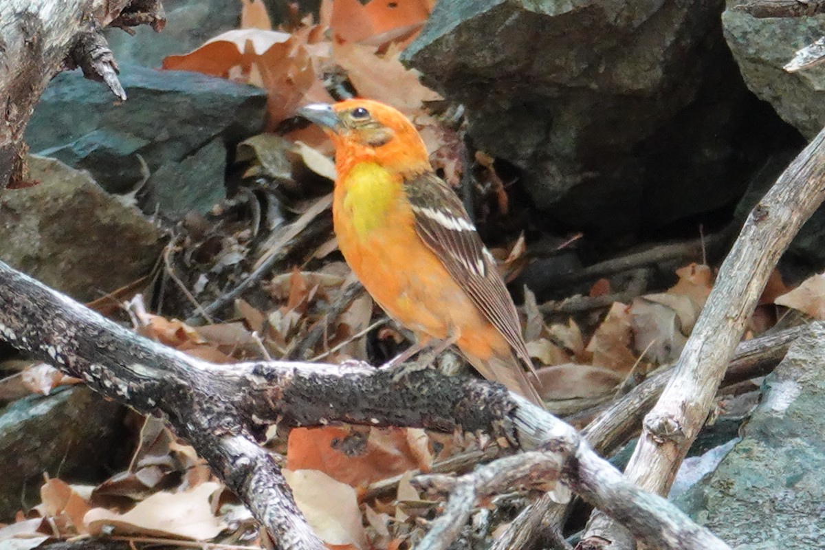 Flame-colored Tanager - ML637070305