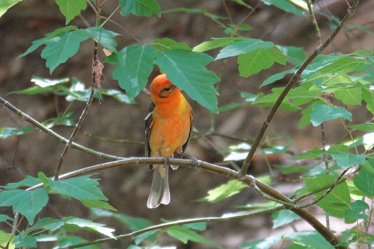 Flame-colored Tanager - ML637070306