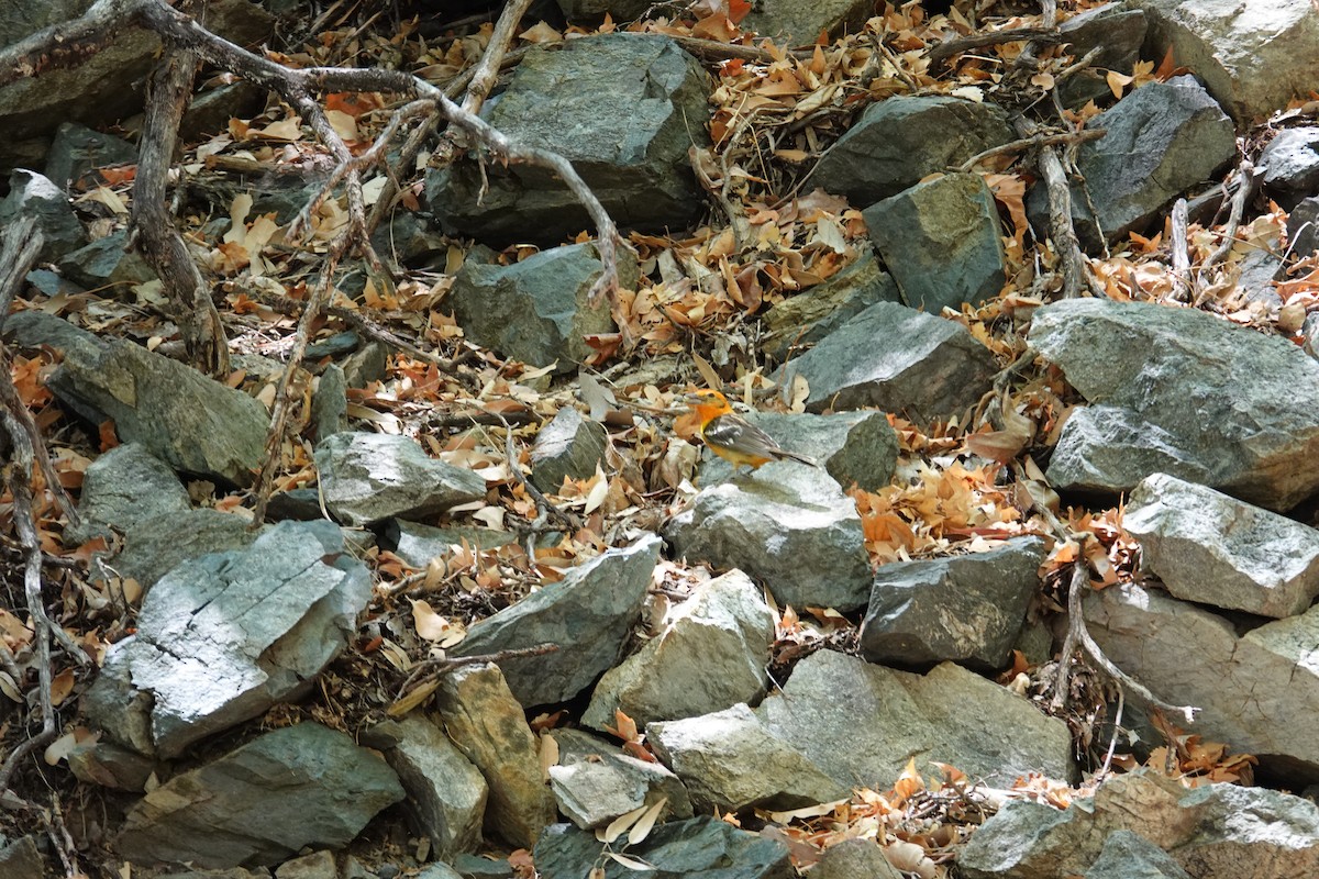 Flame-colored Tanager - ML637070307