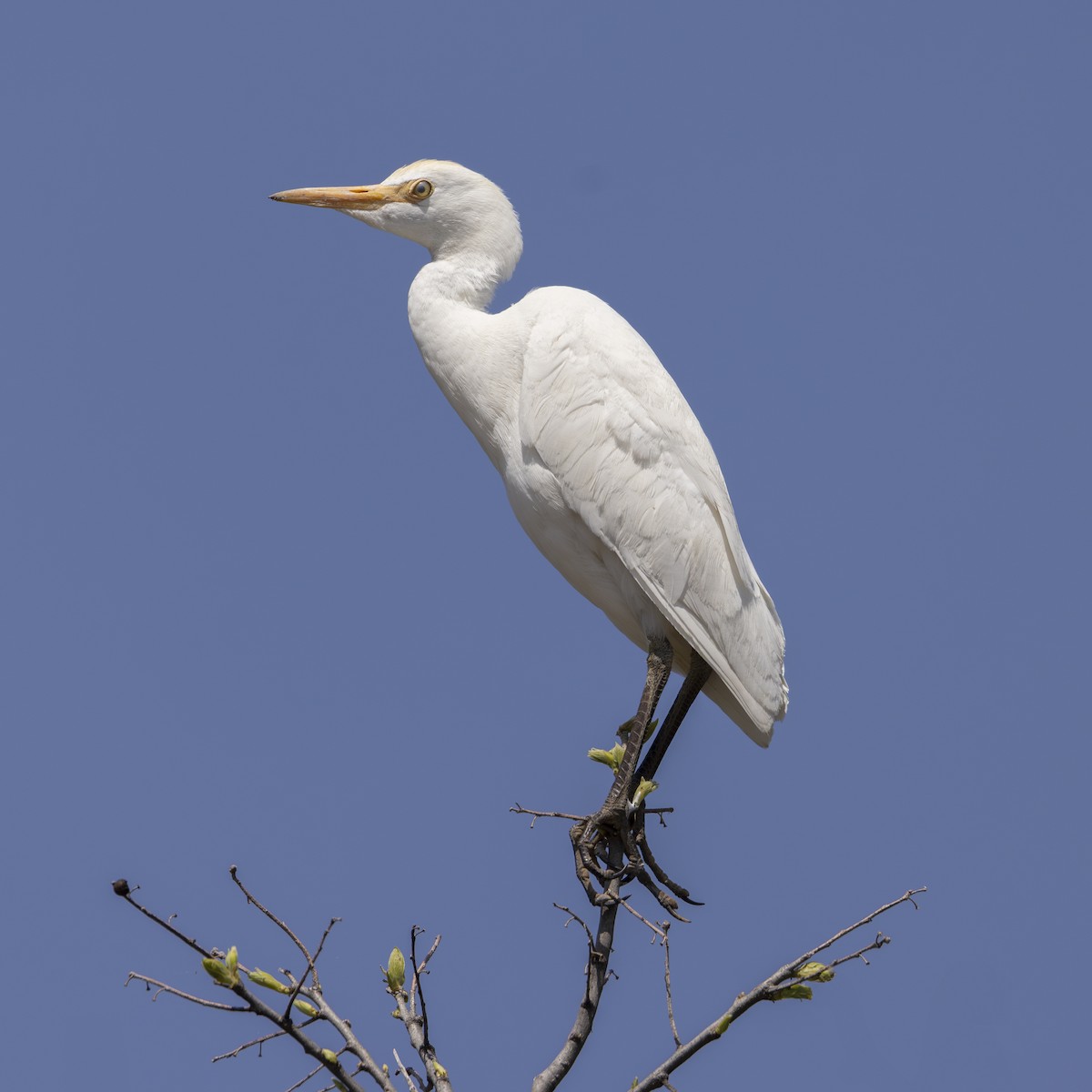 אנפית בקר מערבית - ML637070378
