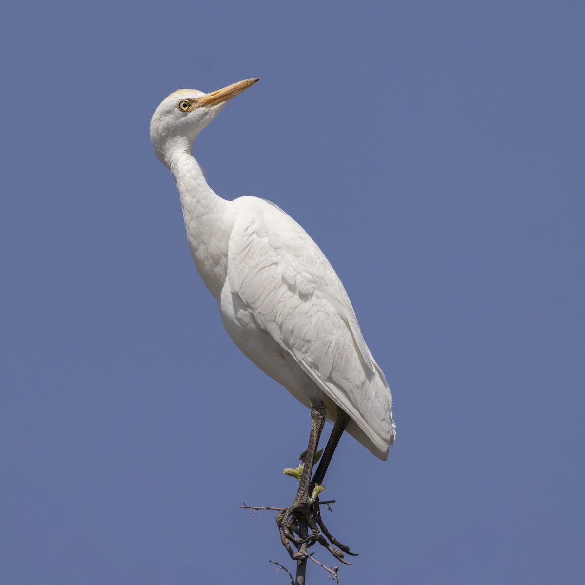 אנפית בקר מערבית - ML637070379