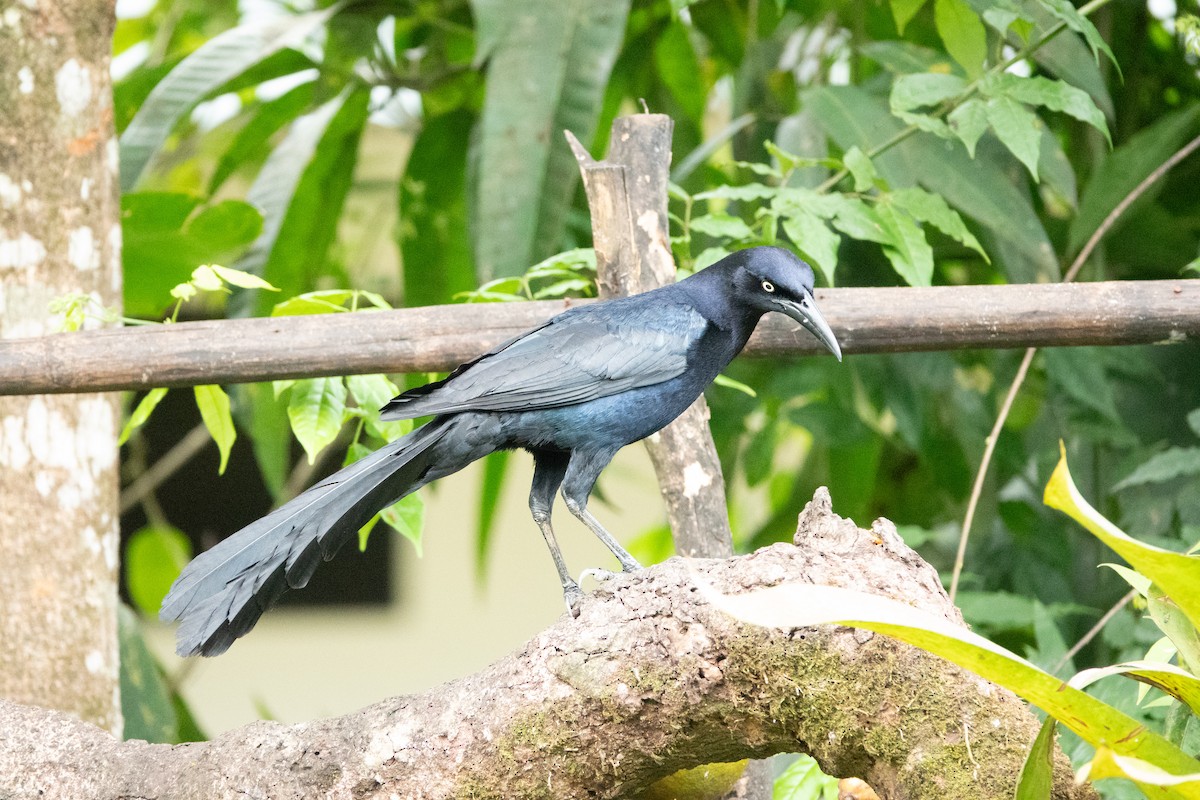 Great-tailed Grackle - ML637070412