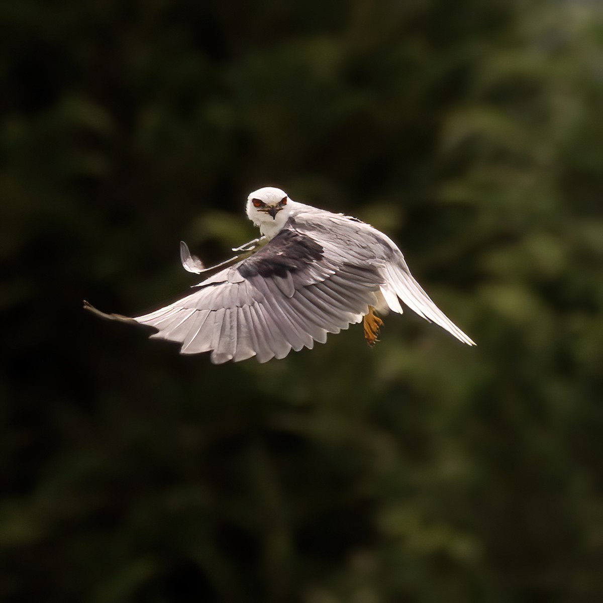 White-tailed Kite - ML637070574