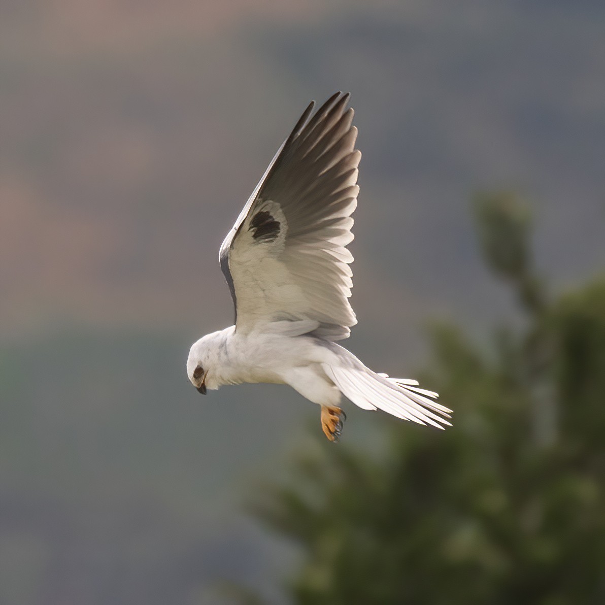 White-tailed Kite - ML637070575