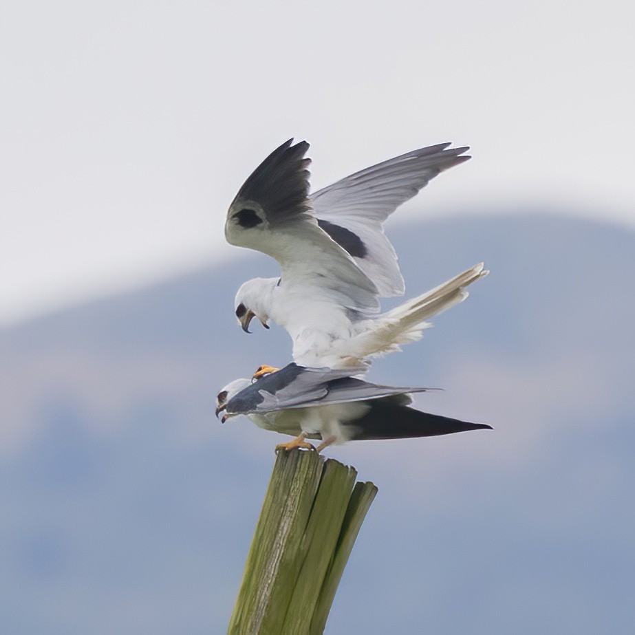 White-tailed Kite - ML637070576