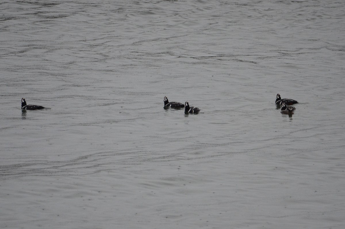 Pato Arlequín - ML637070610