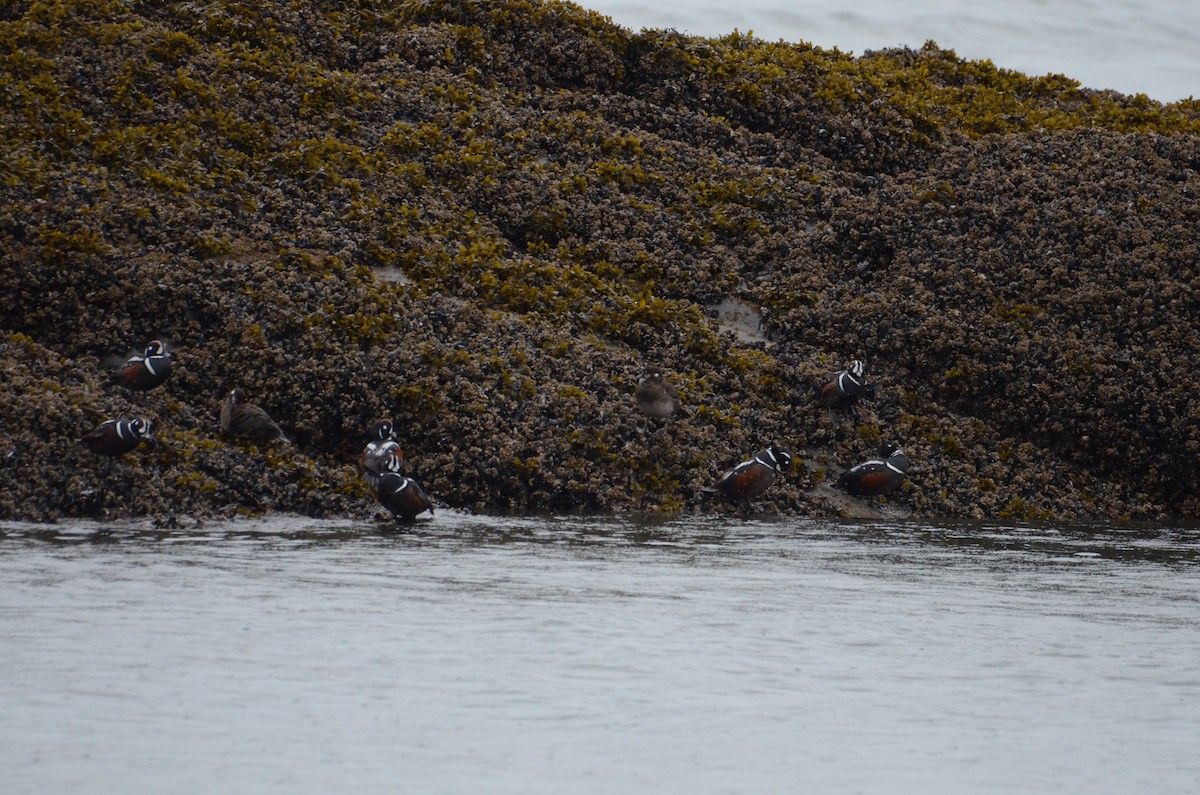 Pato Arlequín - ML637070611