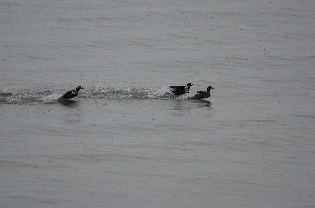 Pato Arlequín - ML637070612