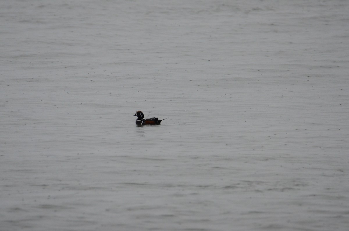 Pato Arlequín - ML637070613