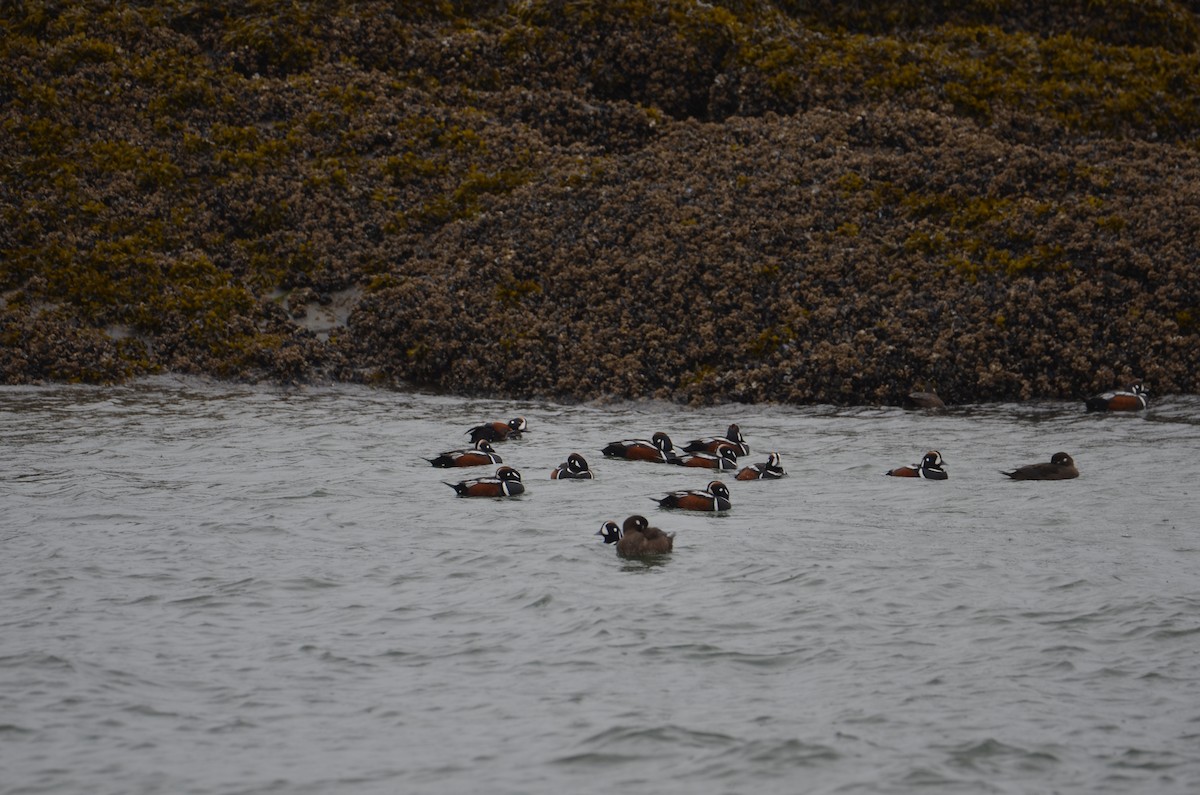 Pato Arlequín - ML637070637