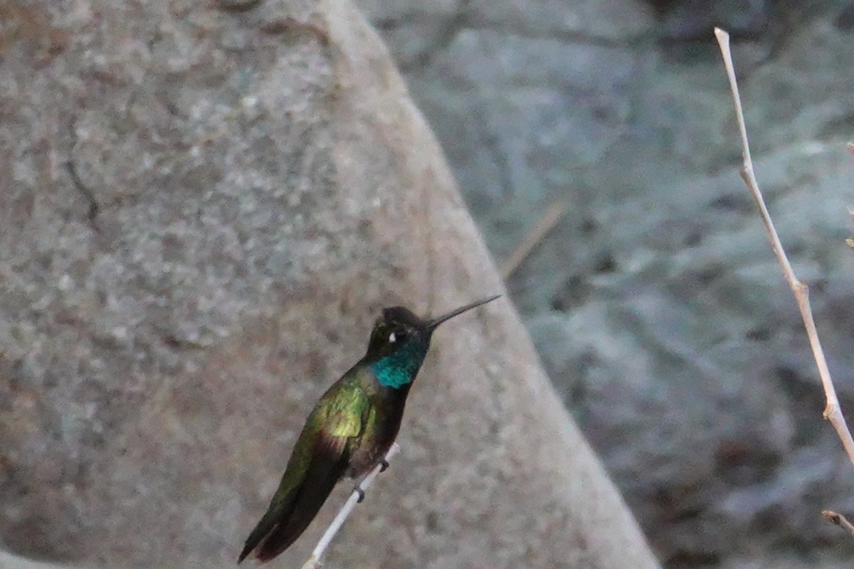 Rivoli's Hummingbird - ML637070639