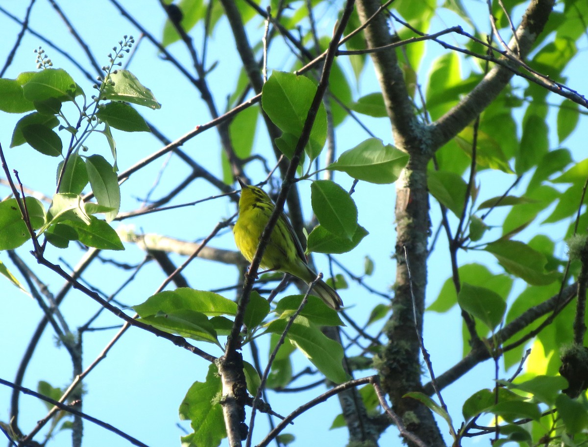 Prairie Warbler - ML637070641