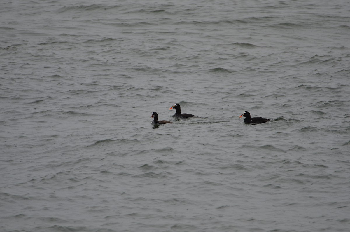 Negrón Careto - ML637070656