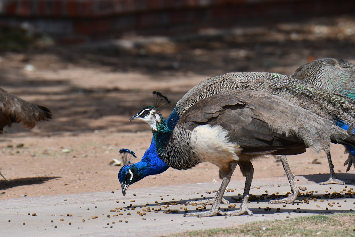 Indian Peafowl (Domestic type) - ML637070669