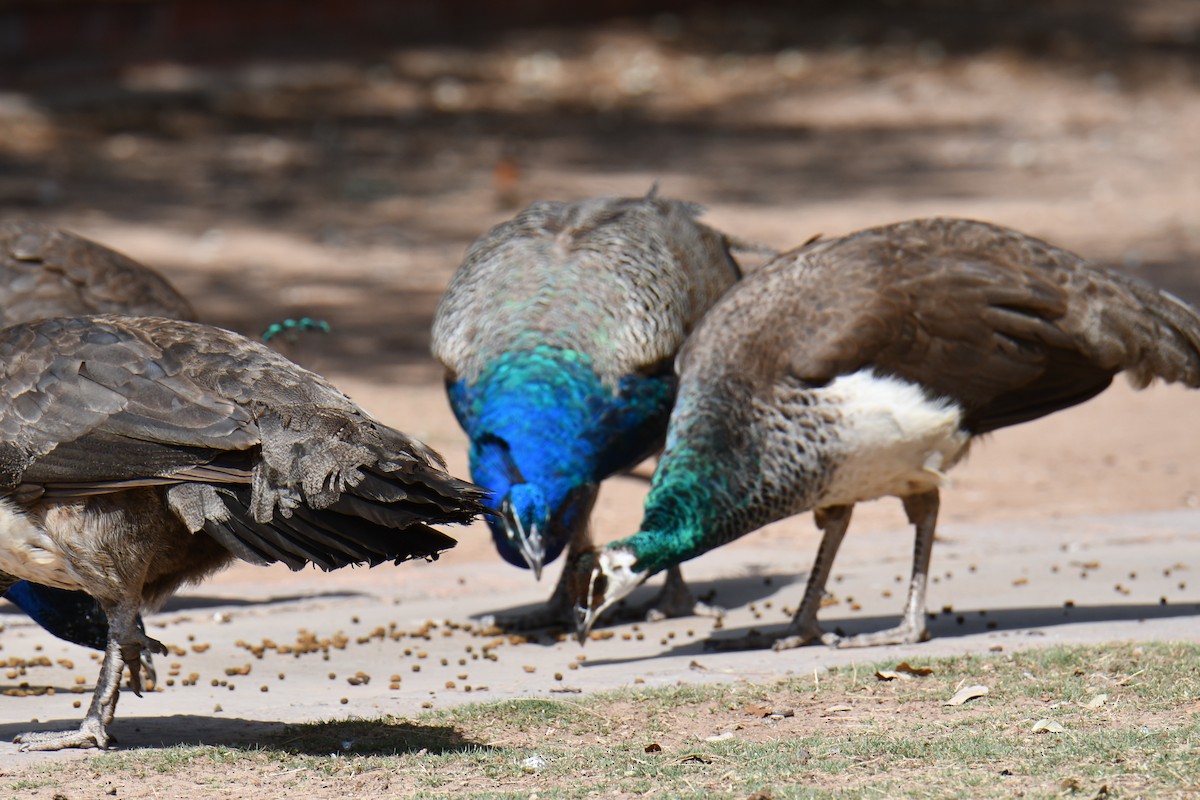 Indian Peafowl (Domestic type) - ML637070674