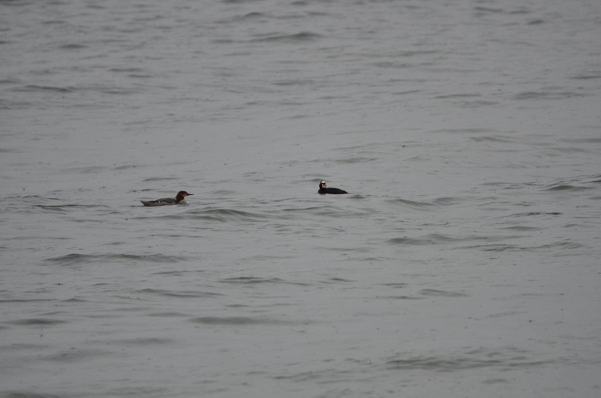 Serreta Grande - ML637070693