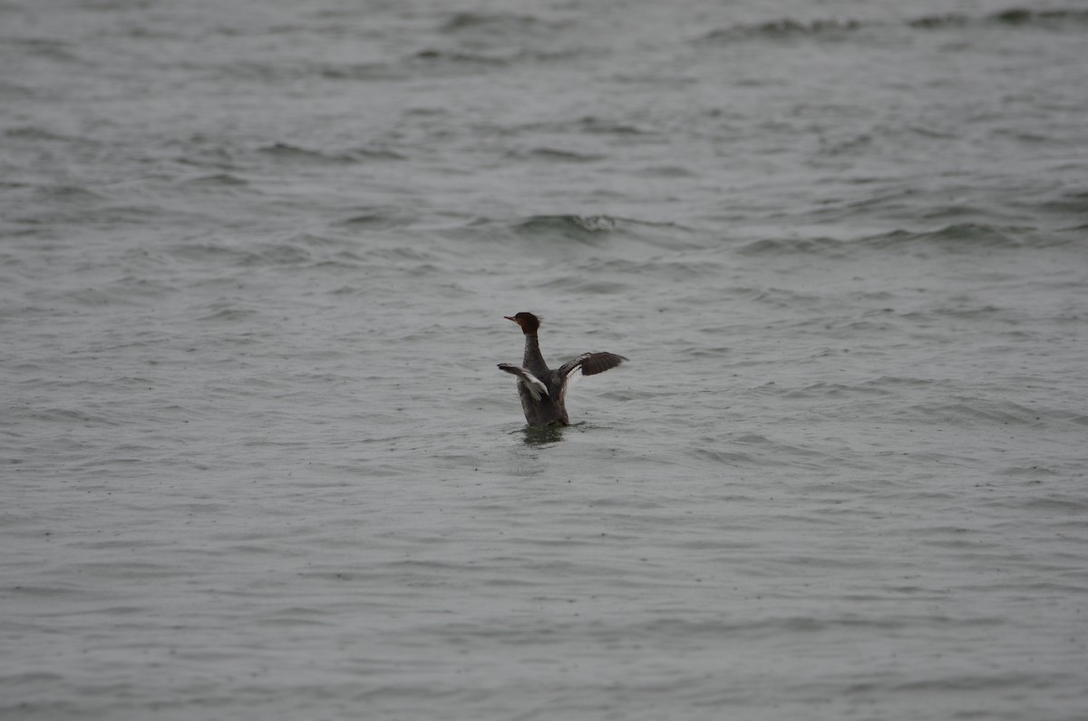 Serreta Grande - ML637070694