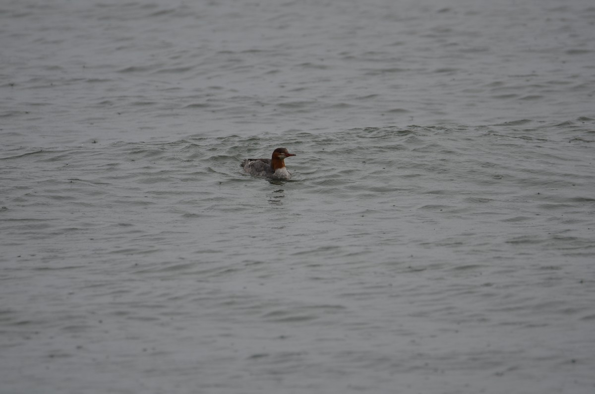 Serreta Grande - ML637070695