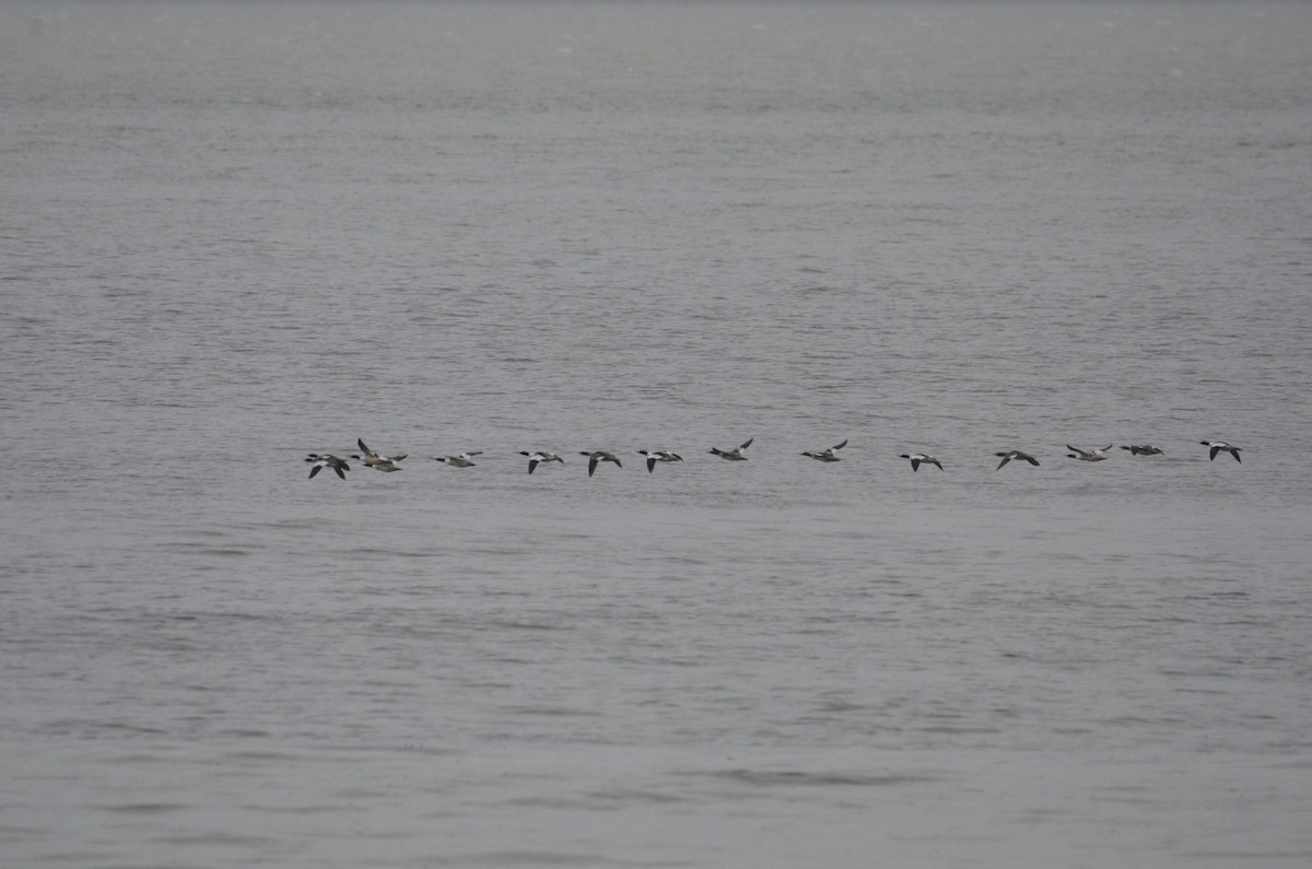 Serreta Grande - ML637070696