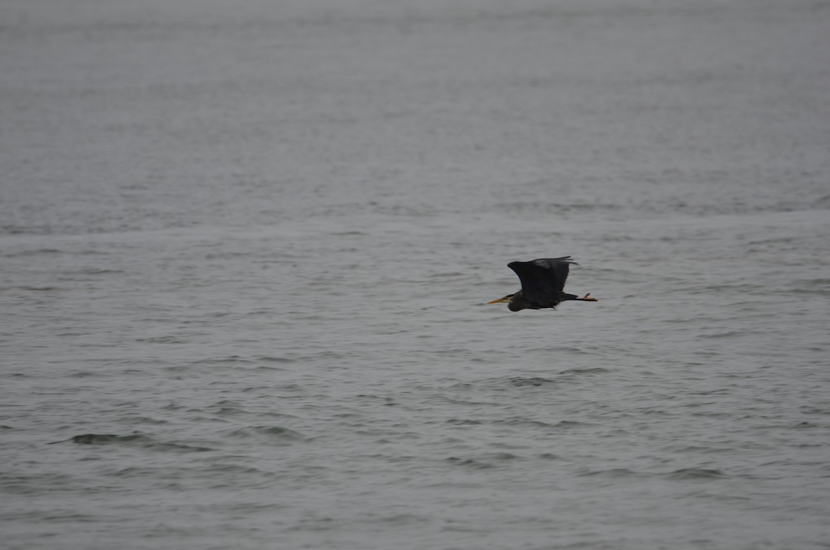 Garza Azulada - ML637070720