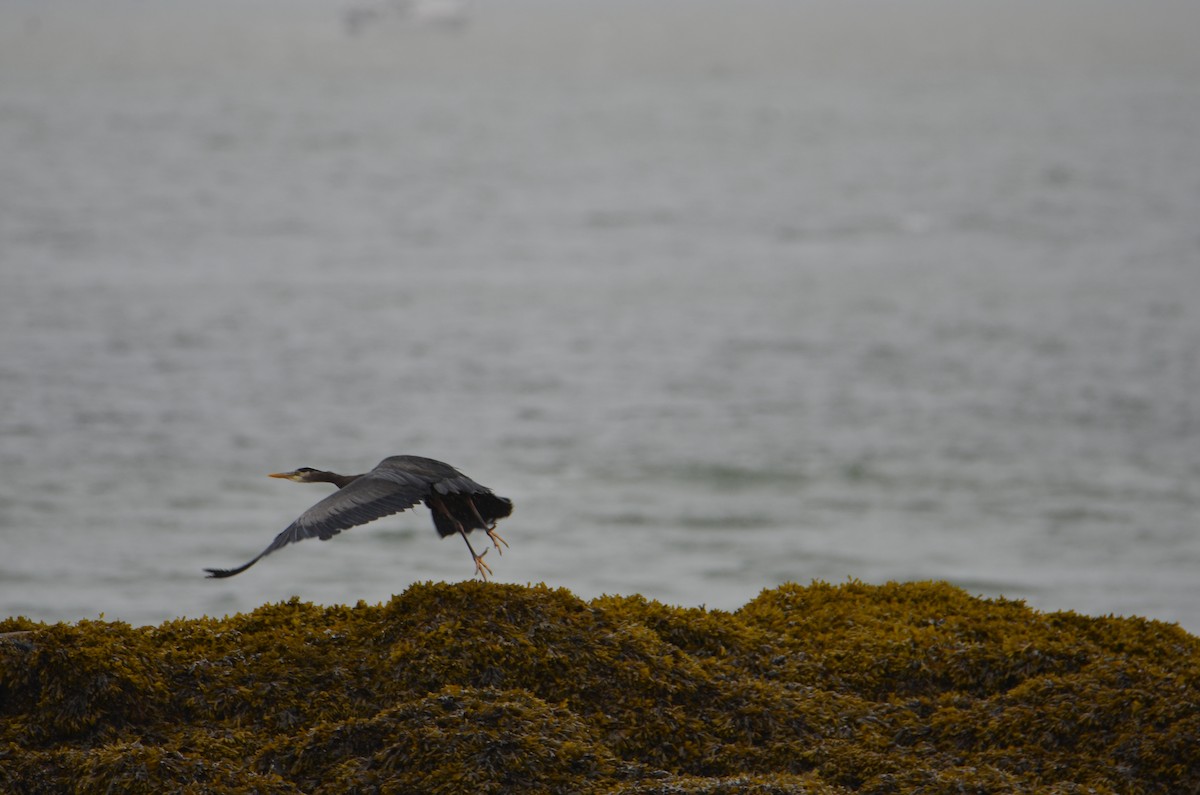 Garza Azulada - ML637070721